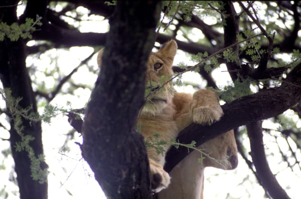 Lake Manyara Tree-Climbing Lions