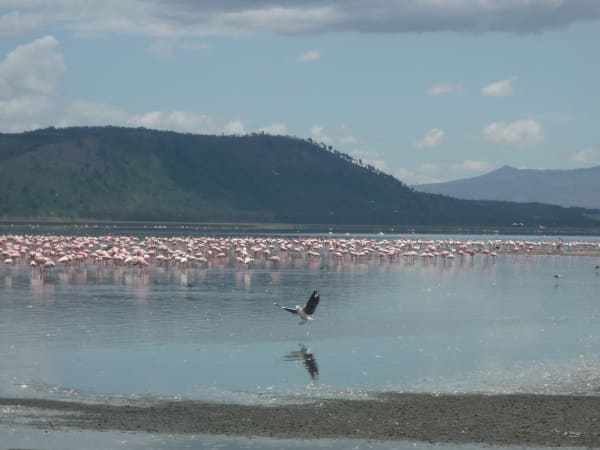 Lake Nakuru Flamingo Mega Congregation