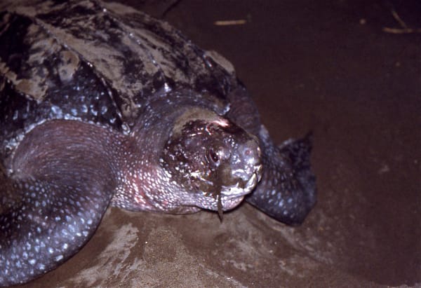Leatherback Turtle Nesting in Tortuguero