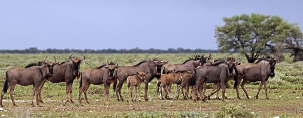 Liuwa Plain Wildebeest Migration