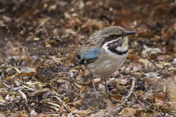 Long-tailed Ground-roller breeding display (Ifaty / Mikea Forest)