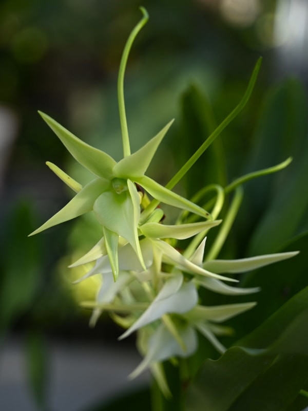 Madagascar Orchid Explosion (eastern rainforests)