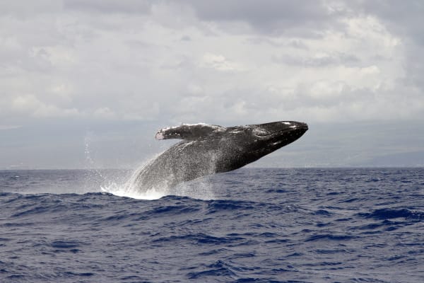 Maui Humpback Whale Competitive Pods