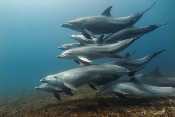 Mikurajima Wild Dolphin Swim