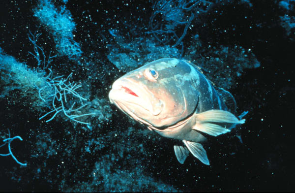 Nassau Grouper Spawning Aggregations (Grouper Moon)