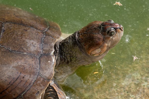 Orinoco Arrau Turtle Mass Nesting