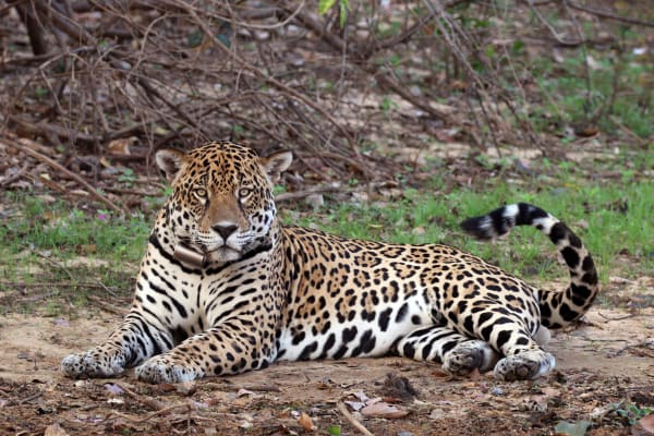 Pantanal Dry Season Wildlife Concentration