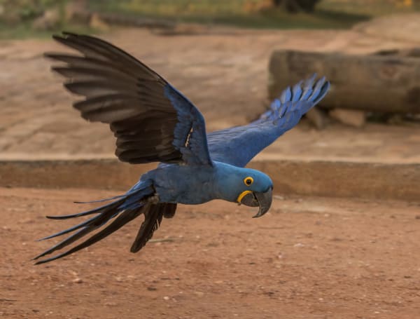 Pantanal Hyacinth Macaw Nesting Season