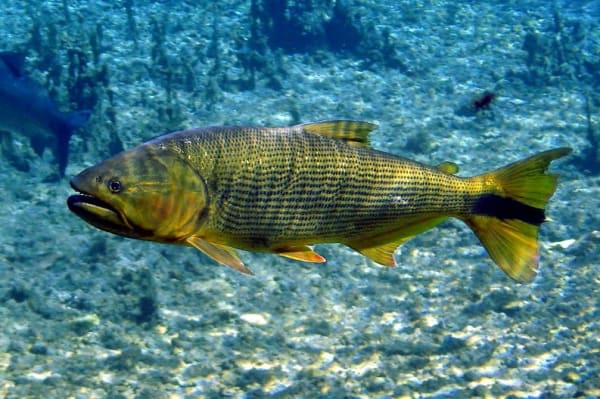 Pantanal Piracema Fish Spawning Migration