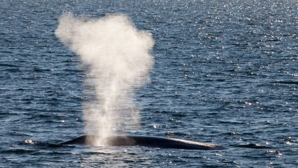 Perth Canyon Blue Whale Season