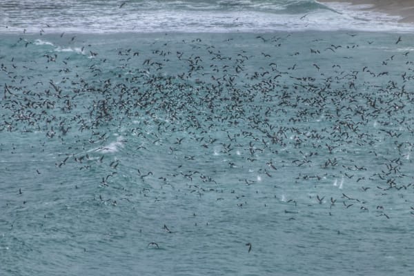 Peruvian Anchoveta Upwelling Feeding Frenzy