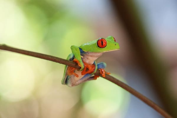 Red-Eyed Tree Frog Mass Breeding