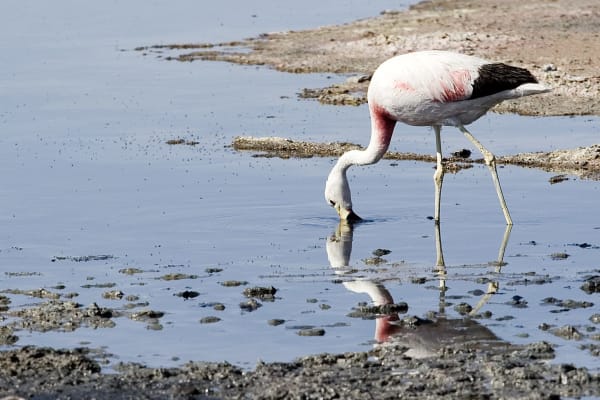 Salar de Atacama Flamingo Summer Congregation
