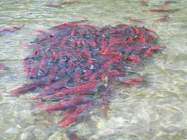 Salmon Run - Bristol Bay