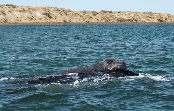 San Ignacio Lagoon Gray Whale Mother-Calf Congregation