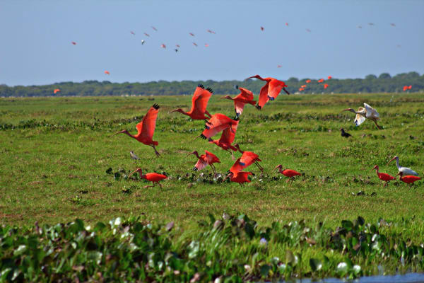 Scarlet Ibis Breeding Rookery in the Llanos