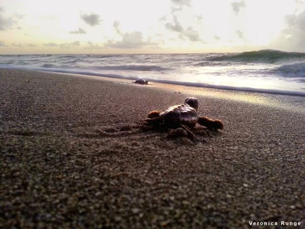 Sea Turtle Nesting - Florida