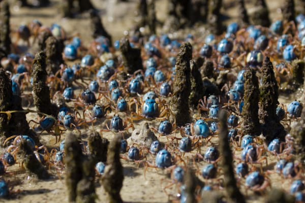 Soldier Crab Army Emergence