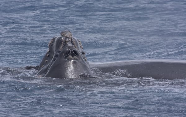 Southern Right Whale Season in Puerto Madryn