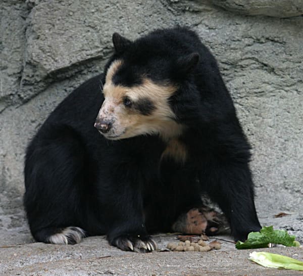 Spectacled Bear Aguacatillo Season