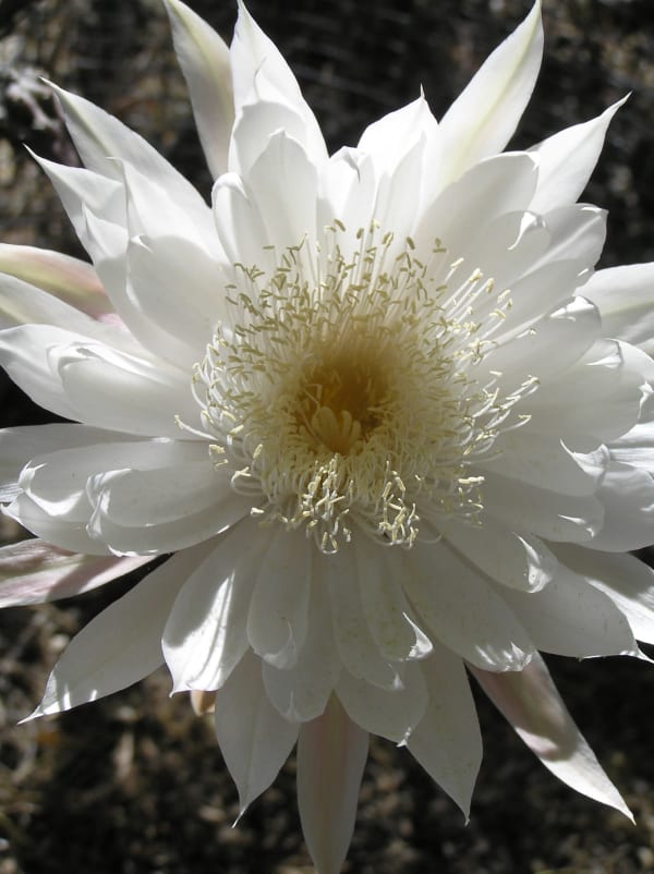 Tohono Chul Night-Blooming Cereus Mass Bloom