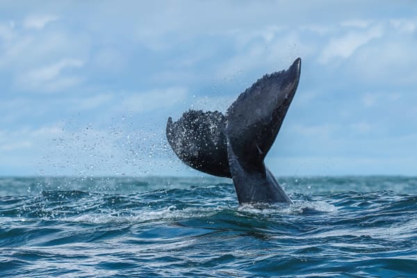 Uvita Humpback Whale Double Migration