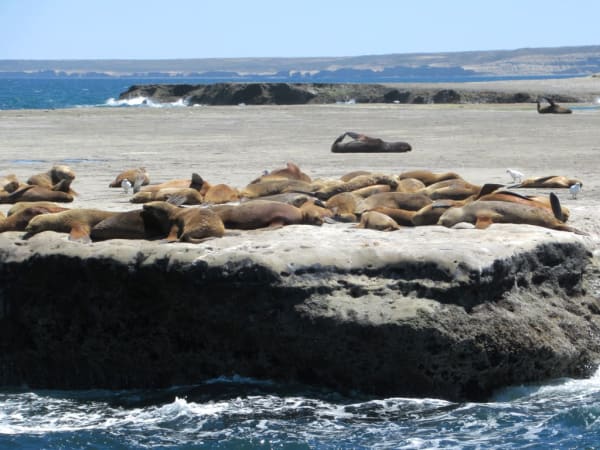 Valdes Sea Lion Pupping Season
