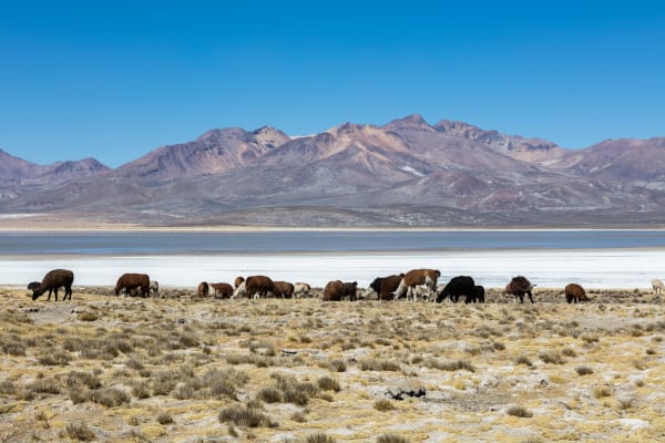 Vicuña Mating Season in Pampa Galeras