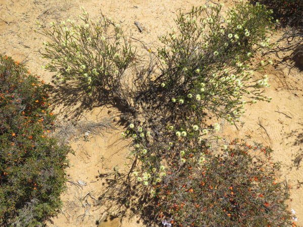 Western Australia Wildflower Wave