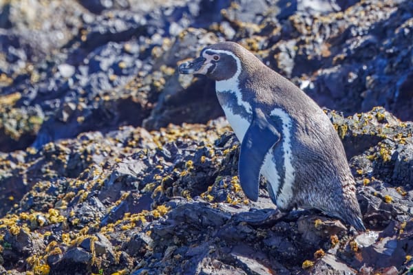 Chiloé Punihull Mixed Penguin Colony