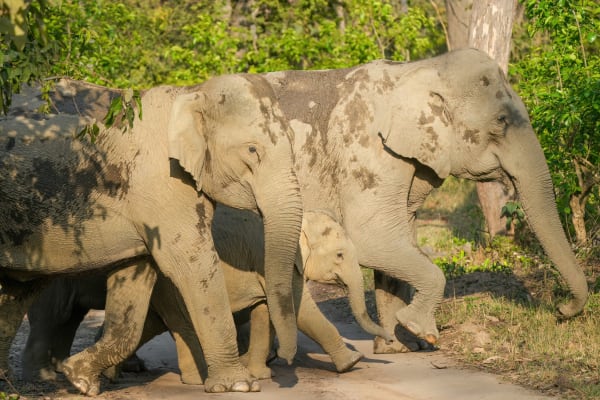 Corbett Elephant River Congregation