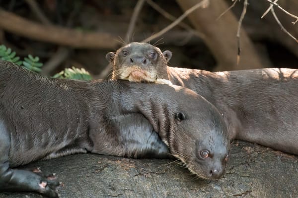 Giant Otter Family Season