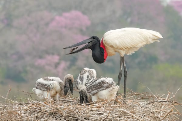Jabiru Stork Nesting Colonies