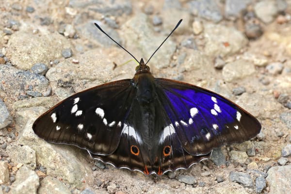 New Forest Purple Emperor Butterfly Flight Window