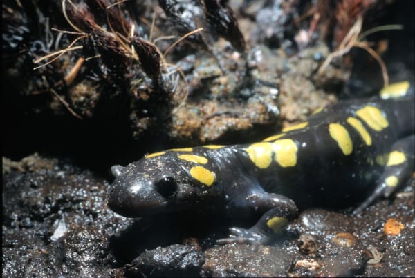 Vermont Spotted Salamander Big Night