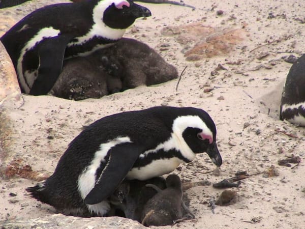 African Penguin breeding colony (Boulders Beach)
