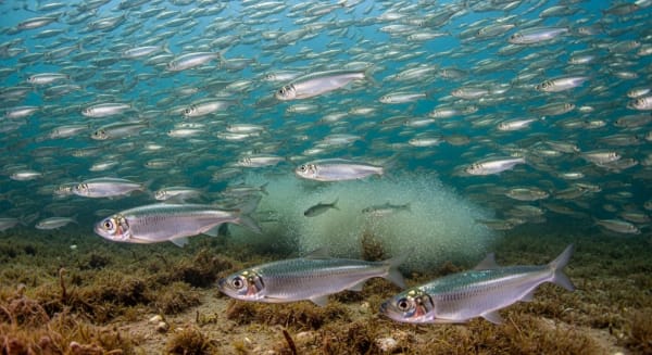 Archipelago Sea Baltic herring spawning (Airisto)
