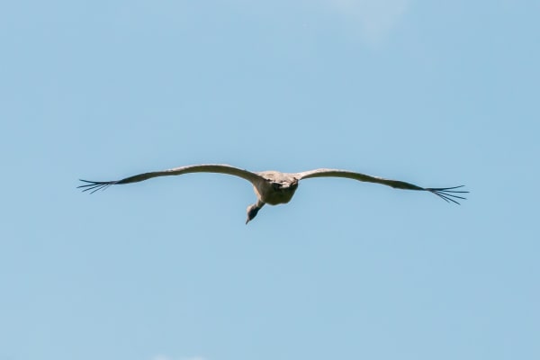 Crane Migration (Vorpommersche Boddenlandschaft)