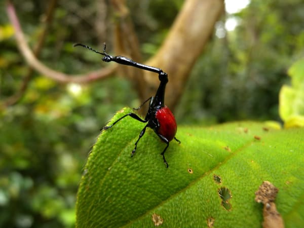 Giraffe-necked weevil leaf-rolling