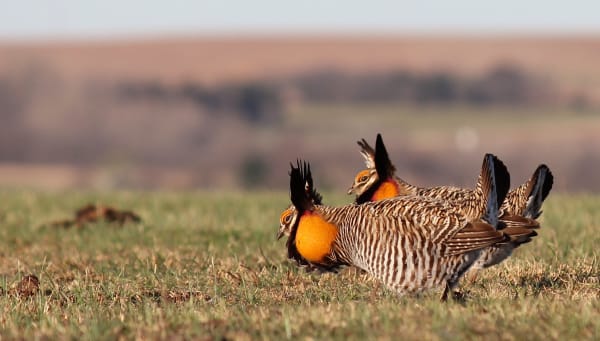 Greater Prairie-Chicken Booming Grounds (Kansas)