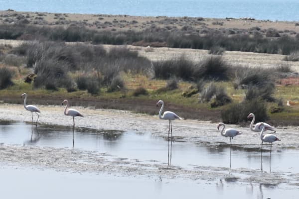 Kalloni Gulf Flamingos