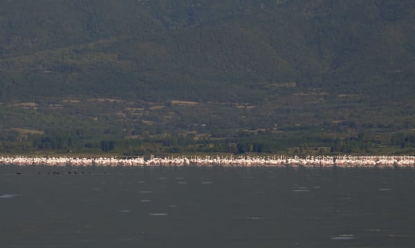 Lake Kerkini Flamingos