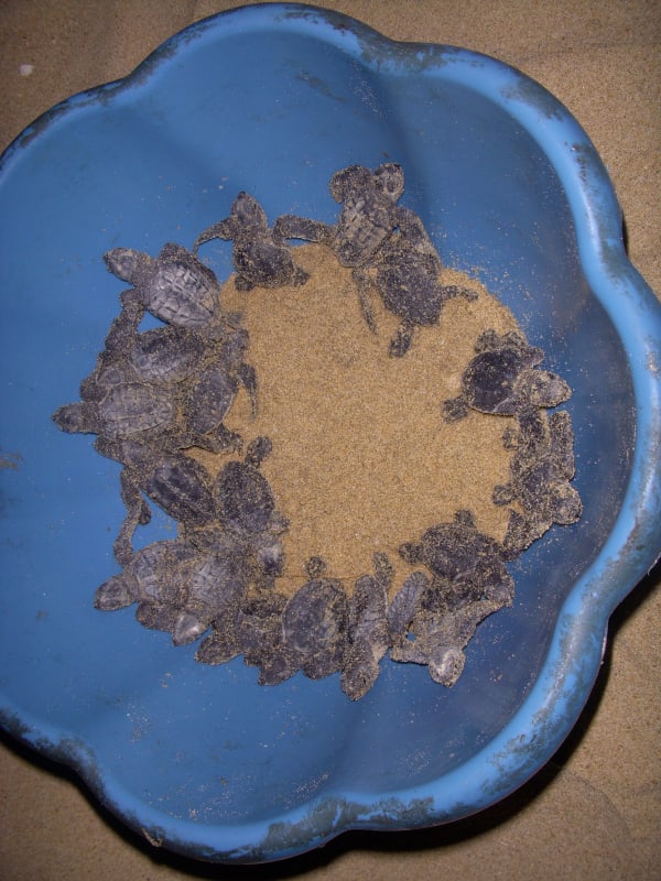 Sea Turtle Arribada