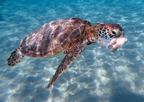 Bijagós Green Turtle Nesting (Guinea-Bissau)