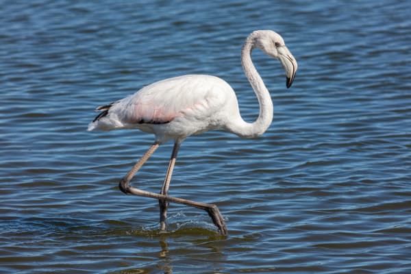 Chilika Lake Flamingo Winter Congregation