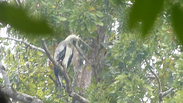 Darien Harpy Eagle Nesting Window