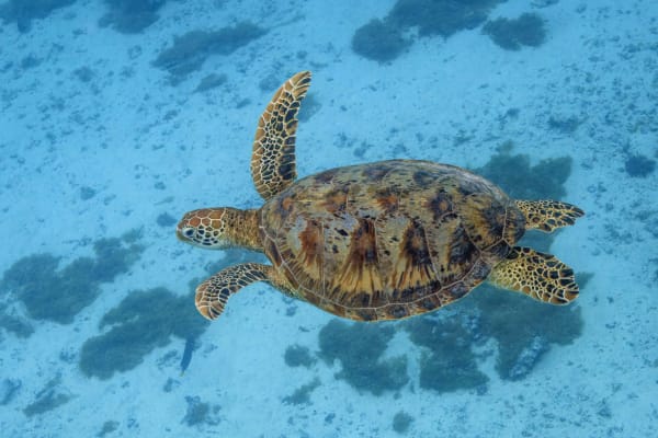 Derawan green turtle nesting
