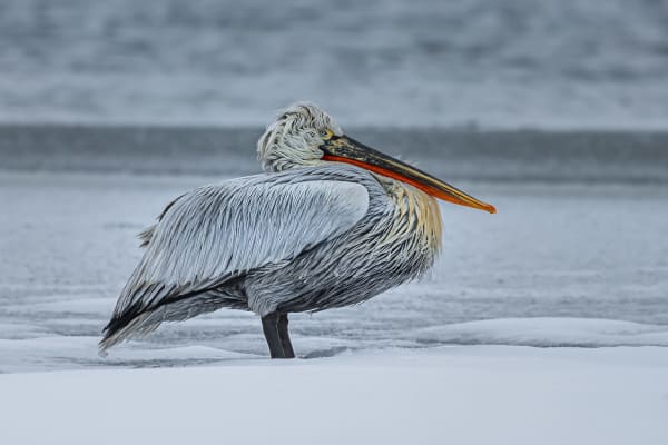 Djoudj National Bird Sanctuary - Pelican Breeding