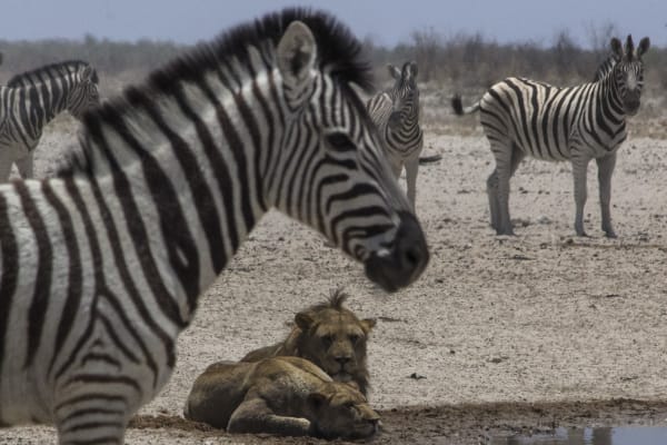 Etosha Waterhole Wildlife Congregation