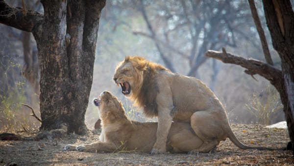 Gir Asiatic Lion Mating Season